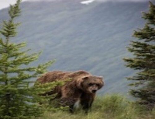 What Fat Bear Week Teaches Us About Nature and the Human Spirit