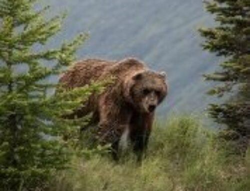 What Fat Bear Week Teaches Us About Nature and the Human Spirit